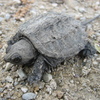 Snapping Turtle Jigsaw
